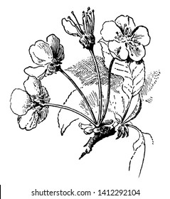 The cherry tree umbel is an inflorescence that consists of a series of short stems of flowers that extend from a common point, something like the ribs of the umbrella, vintage line drawing