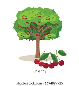 Cherry tree vector illustration in flat design isolated on white background, farming concept, tree with fruits and big ripe cherries near it, harvest infographic elements.