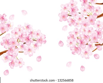 Cherry tree of White background