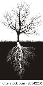 Cherry tree without leaves with roots