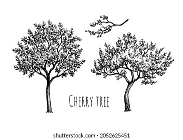 Cherry trees and branch. Ink sketch isolated on white background. Hand drawn vector illustration. Vintage style stroke drawing.
