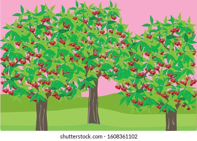 cherry trees with fruits and leaves