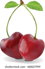 Cherry Vector