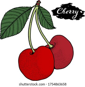 Dessin vectoriel cerisier. Fraise isolée dessinée à la main sur fond blanc. Illustration de style gravé de fruits d'été. Cuisine végétarienne détaillée. Idéal pour l'étiquette, l'affiche et l'impression
