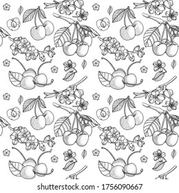 Cherry vector drawing. Isolated hand drawn berry on white background. Summer fruit engraved style illustration. Detailed vegetarian food. Great for label, poster, print. Seamless pattern