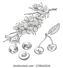 Cherry vector drawing set. Isolated hand drawn berry on white background. Summer fruit engraved style illustration.