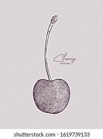 Cherry vector drawing set. Summer fruit engraved style illustration.