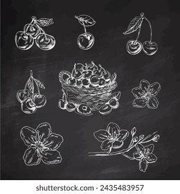 Cherry vector  hand drawn white sketch set on black chalkboard. Isolated hand drawn white  berries, basket, branch and cherry flowers on black background.  