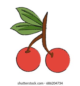 cherry vector illustration