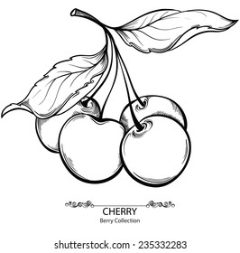 Cherry. Vector illustration of ink hand drawn berry