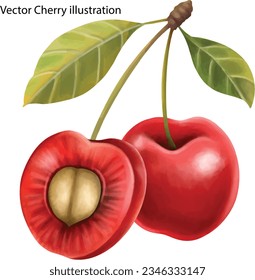 Cherry. Vector illustration. Isolated on a white background.