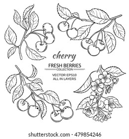 cherry vector set  on white background