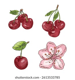 Cherry vector vintage drawing set. Isolated hand drawn cherries and flower on white background.  Illustration for label, poster, print, pattern.