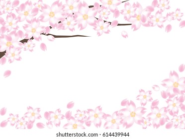 Cherry-blossom  frame / background  image  of Vector