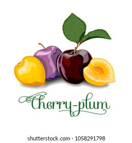 Cherry-plum berries for lables