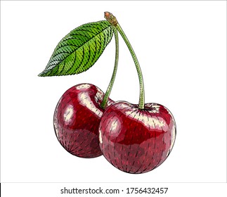 Сherry, cherry-tree vector engraved style illustration for posters, decoration and print. Hand drawn etching sketch of passion fruit in colorful. Detailed vegetarian food linocut drawing.