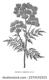 Chervil botanical vintage illustration black and white clip art