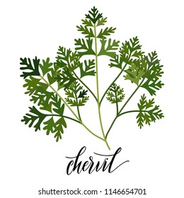 Chervil in flat style. Hand written text. Vector