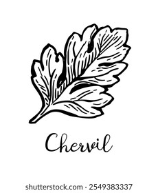 Chervil. French parsley. Ink sketch of herb isolated on white background. Hand drawn vector illustration.