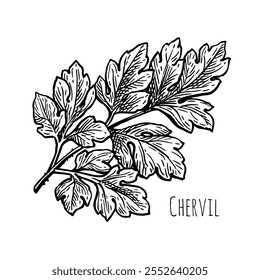 Chervil. French parsley. Ink sketch of herb isolated on white background. Hand drawn vector illustration.