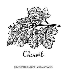 Chervil. French parsley. Ink sketch of herb isolated on white background. Hand drawn vector illustration.