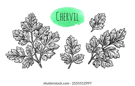 Chervil. French parsley. Set of ink sketches.