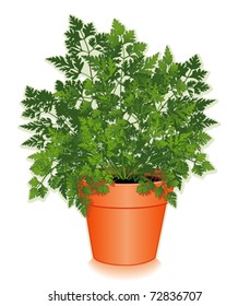 Chervil Herb in clay flowerpot: Delicate, lacy leaves, anise taste and aroma, to flavor fish, poultry, salads, omelets. Classic ingredient of French blend Fines Herbes. EPS8 compatible.