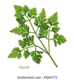 Chervil Herb, delicate, lacy leaves, anise taste and aroma, to flavor fish, poultry, salads, omelets. Classic ingredient of French cooking herb blend Fines Herbes. EPS8 compatible. See herb series.