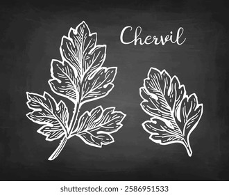 Chervil herb. French parsley. Chalk sketch on blackboard background. Hand drawn vector illustration. Retro style.