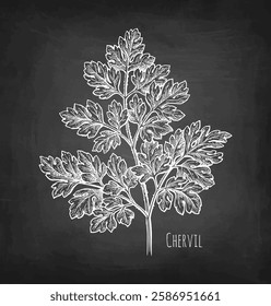 Chervil herb. French parsley. Chalk sketch on blackboard background. Hand drawn vector illustration. Retro style.