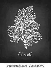 Chervil herb. French parsley. Chalk sketch on blackboard background. Hand drawn vector illustration. Retro style.