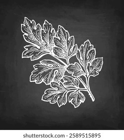 Chervil herb. French parsley. Chalk sketch on blackboard background. Hand drawn vector illustration. Retro style.