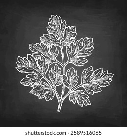 Chervil herb. French parsley. Chalk sketch on blackboard background. Hand drawn vector illustration. Retro style.