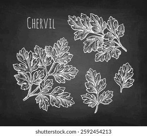 Chervil herb. French parsley. Chalk sketch on blackboard background. Hand drawn vector illustration. Retro style.