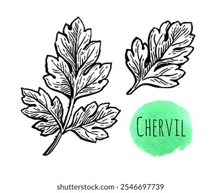 Chervil herb. French parsley. Hand drawn ink sketch isolated on white background.