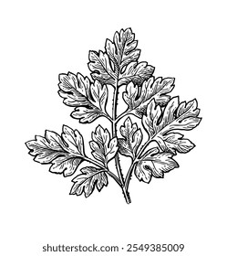 Chervil herb. French parsley. Hand drawn ink sketch isolated on white background.