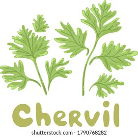 Chervil herb isolated on white background. Chervil branch with leaves. Herbal plants chervil or French parsley for seasoning in cooking. Herbal condiments and culinary flavorings. Salad ingredients