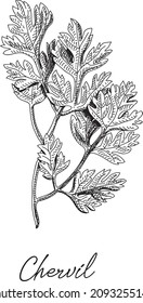 Chervil herb. Sketchy hand-drawn vector illustration.