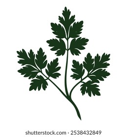 Chervil Silhouette Vector Illustration Art