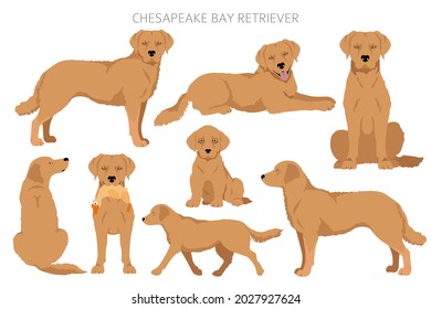 Chesapeake bay retriever clipart. Different poses, coat colors set.  Vector illustration
