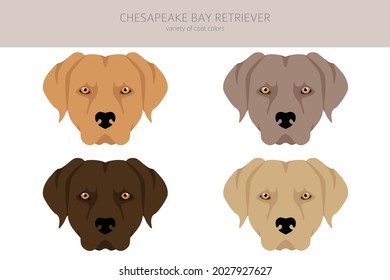 Chesapeake Bay Retriever Clipart. Different Poses, Coat Colors Set.  Vector Illustration