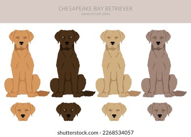 Chesapeake bay retriever clipart. Different poses, coat colors set.  Vector illustration