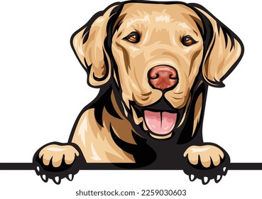 Chesapeake Bay Retriever Color Peeking Dogs. Color image of a dogs head isolated on a white background. Dog portrait, Vector illustration