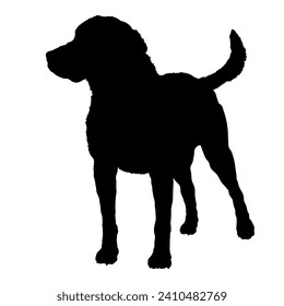 Chesapeake Bay Retriever Dog on the move. Dog in different poses. jumps runs. The dog is sitting. The dog is lying down playing