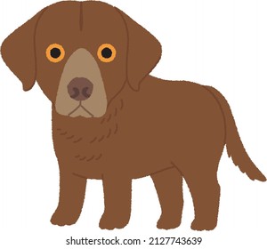 The Chesapeake Bay Retriever is a large-sized breed of dog belonging to the retriever, gundog, and sporting breed.