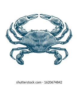 Chesapeake blue crab vector engraving hand drawn illustration