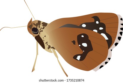 The Chesnut Bob, a fast flying butterfly belonging to the Skipper family