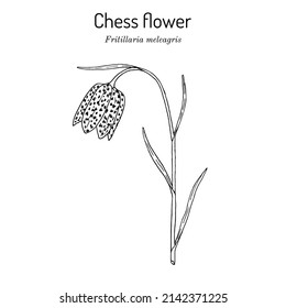 Chess flower, or snakes head fritillary (Fritillaria meleagris), edible and medicinal plant. Hand drawn botanical vector illustration