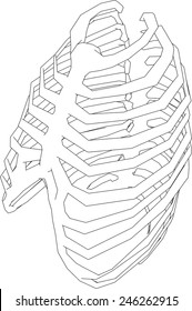chest bones