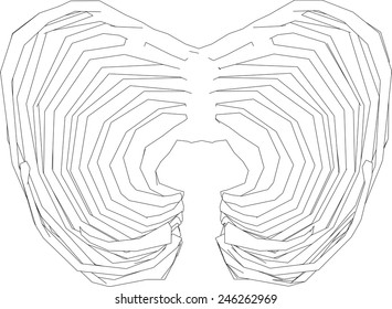 chest bones